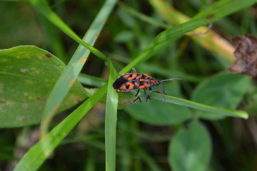 Lygaeidae: Spilostethus saxatilis della Lombardia (BG)